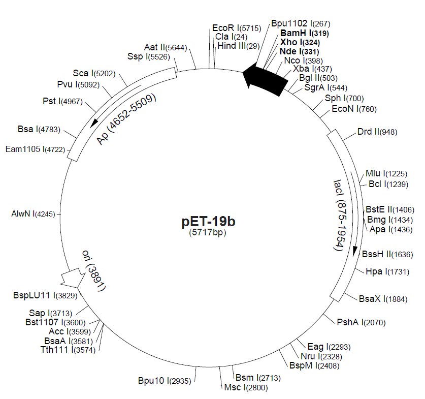 pET-19b载体图谱